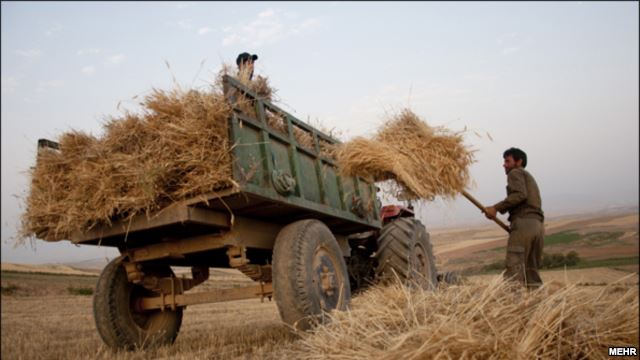 تولید گندم در ایران: دروغی که «امنیت غذایی» را تهدید می‌کند